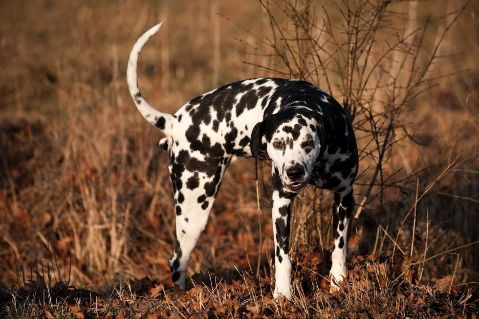 Goldimplantation bei Hunden Dr. Evelyn Kusan