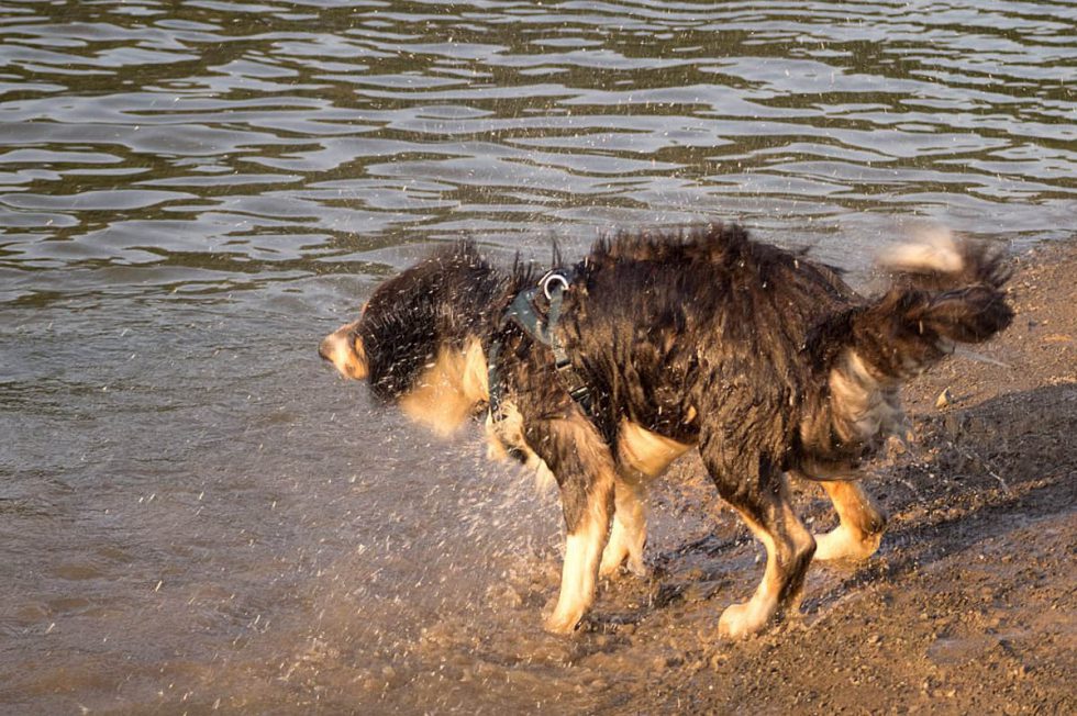 Goldimplantation bei Hunden Dr. Evelyn Kusan