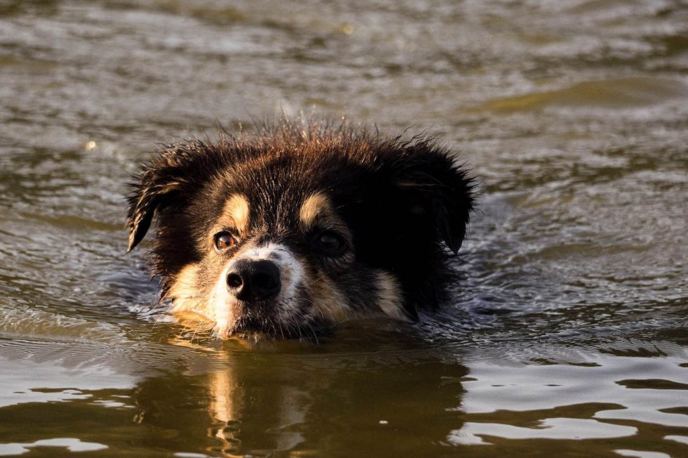 Goldimplantation bei Hunden Dr. Evelyn Kusan